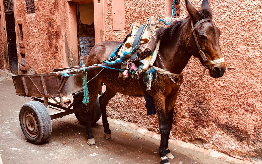 Morocco – A Cultural Journey Across Timeless Morocco