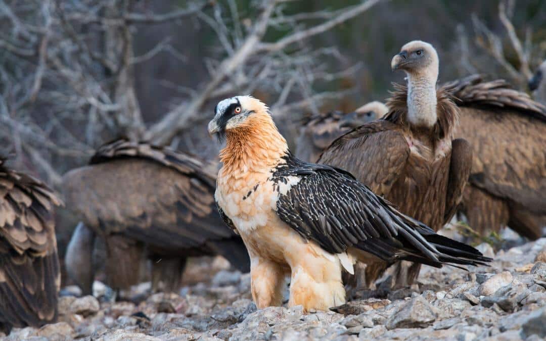 The Return of the Bearded Vulture: A Serious Bird With a Questionable Reputation