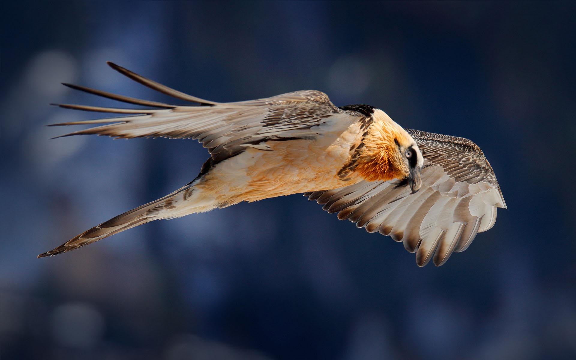 The Return of the Bearded Vulture