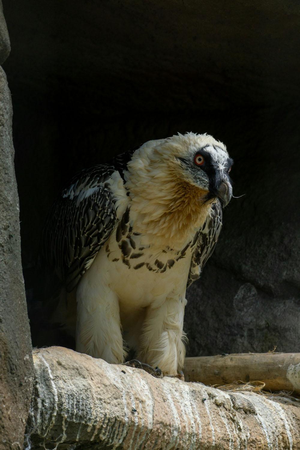 The Return of the Bearded Vulture